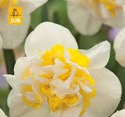 Daffodil Westward x 5 